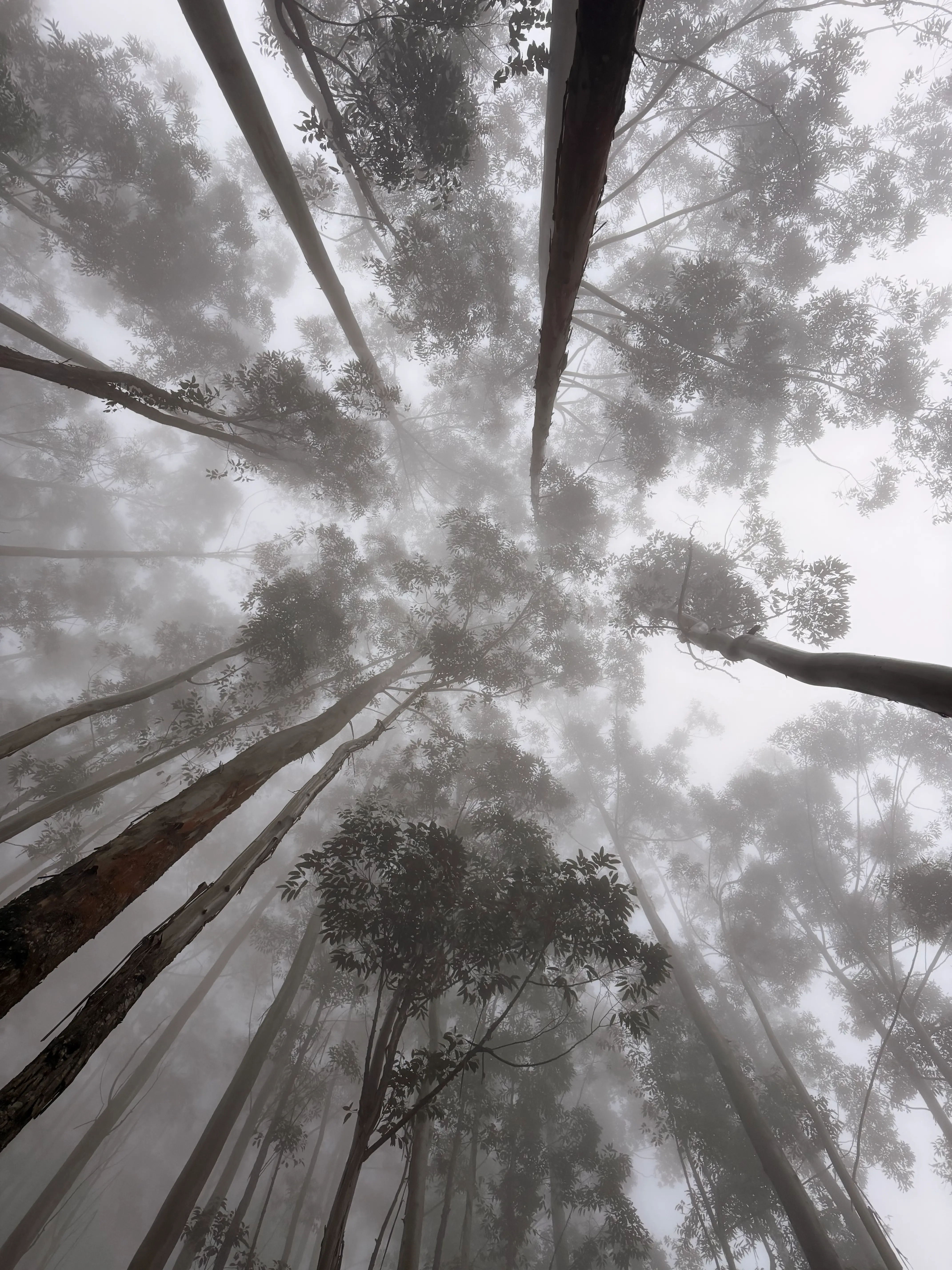Tea estate view from Munnar.