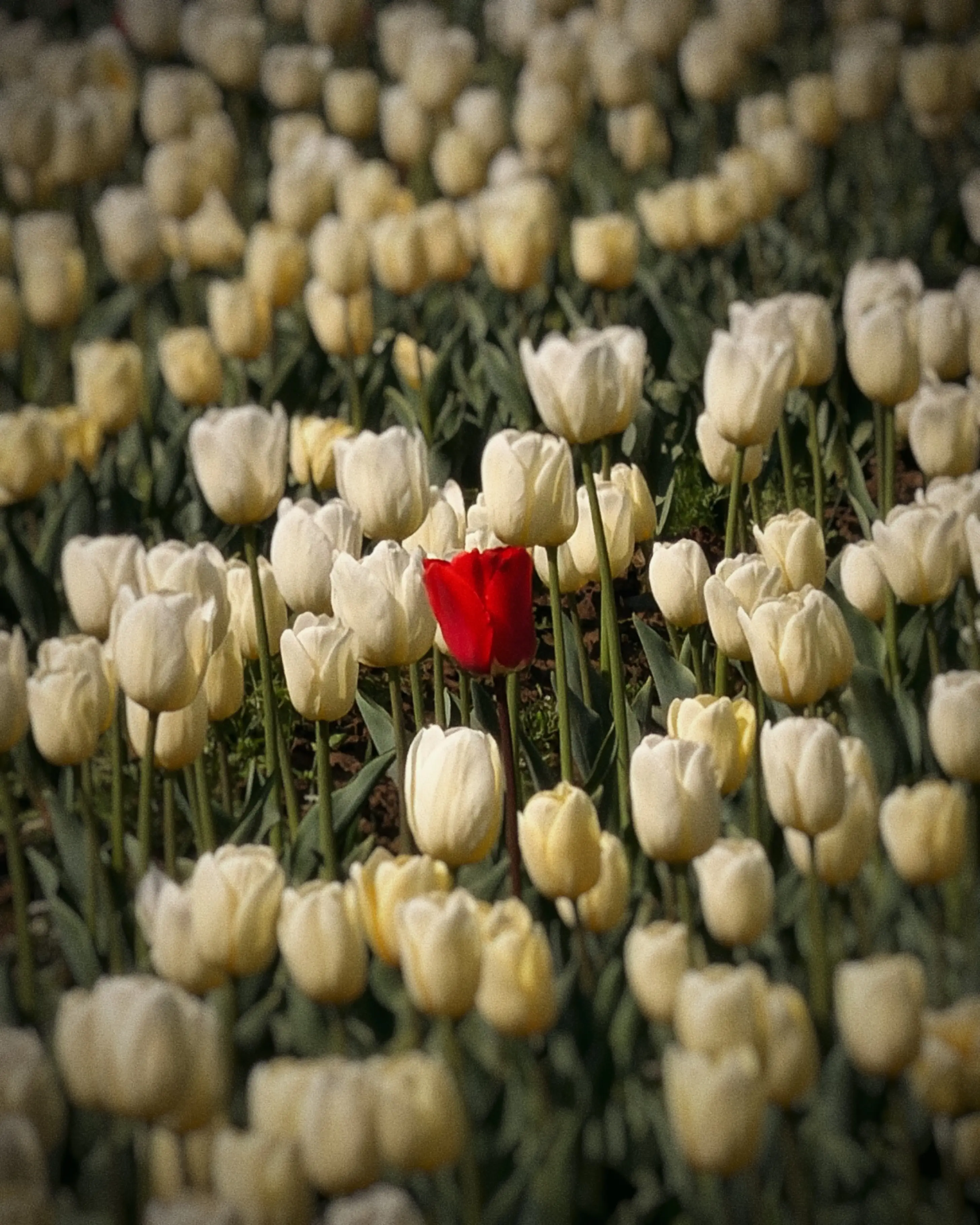 A single red tulip standing among a field of pale white tulips.
